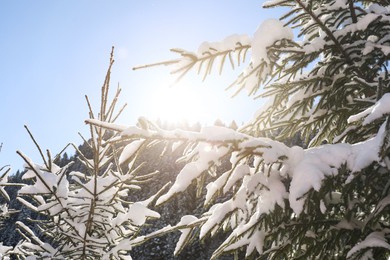 Coniferous tree branches covered with snow outdoors on winter day