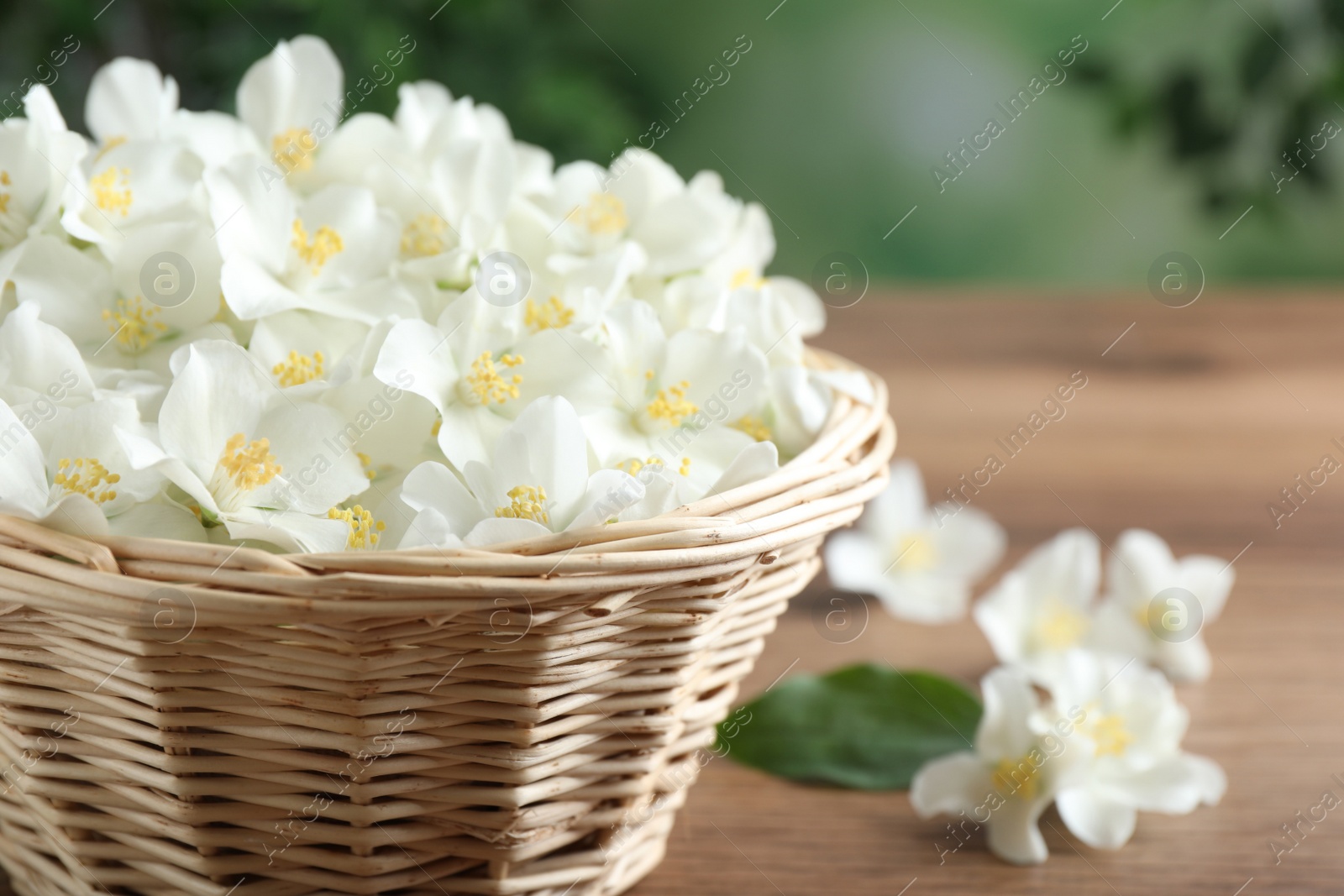 Photo of Wicker bowl with beautiful jasmine flowers on wooden table, closeup