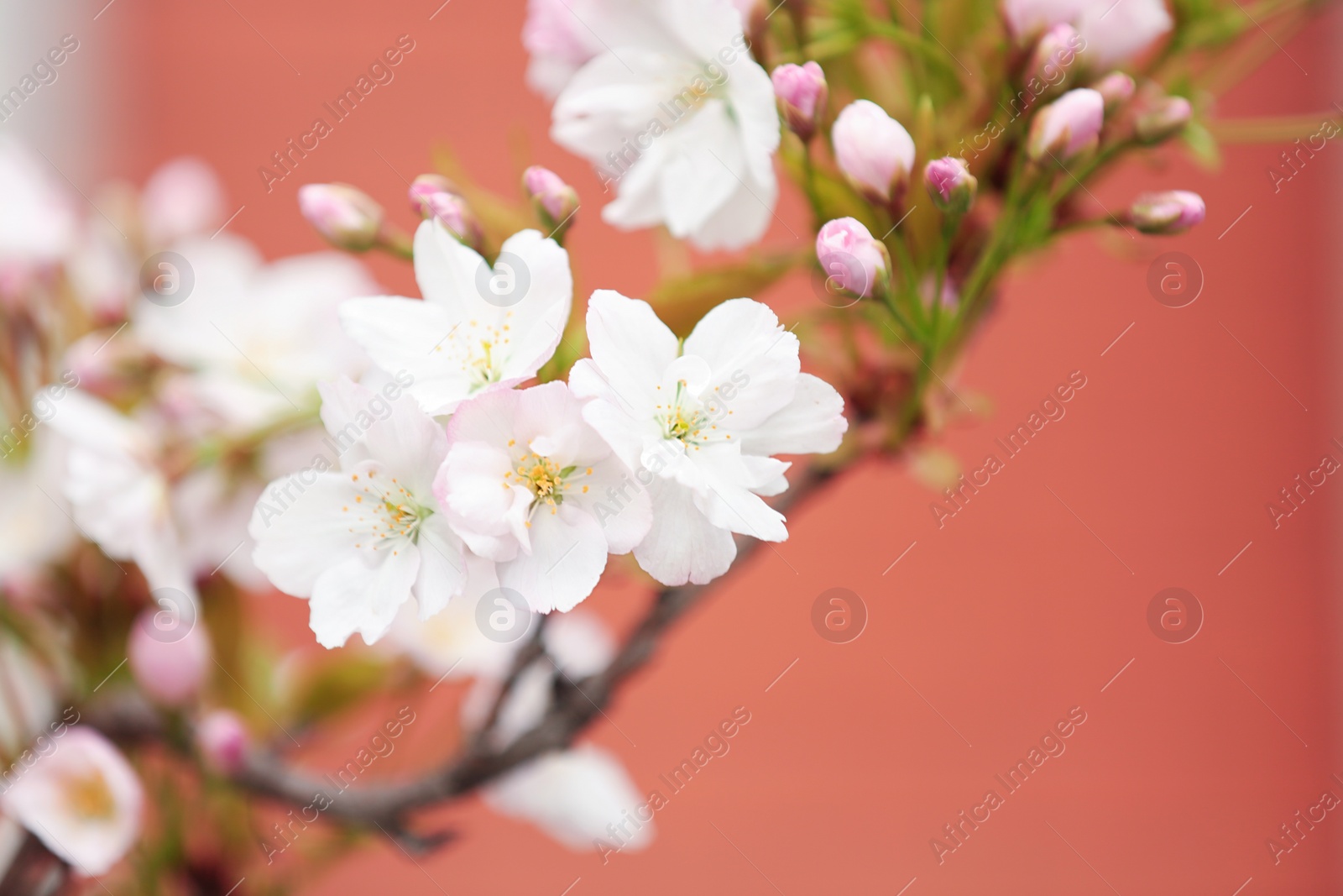 Photo of Closeup view of tree branch with tender flowers on color background, space for text. Amazing spring blossom