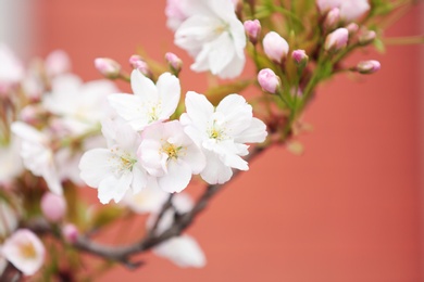 Closeup view of tree branch with tender flowers on color background, space for text. Amazing spring blossom