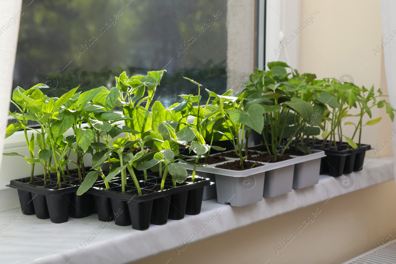 Photo of Seedlings growing in plastic containers with soil on windowsill indoors