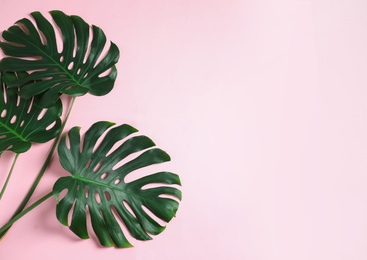 Photo of Green fresh monstera leaves on color background, flat lay with space for text. Tropical plant