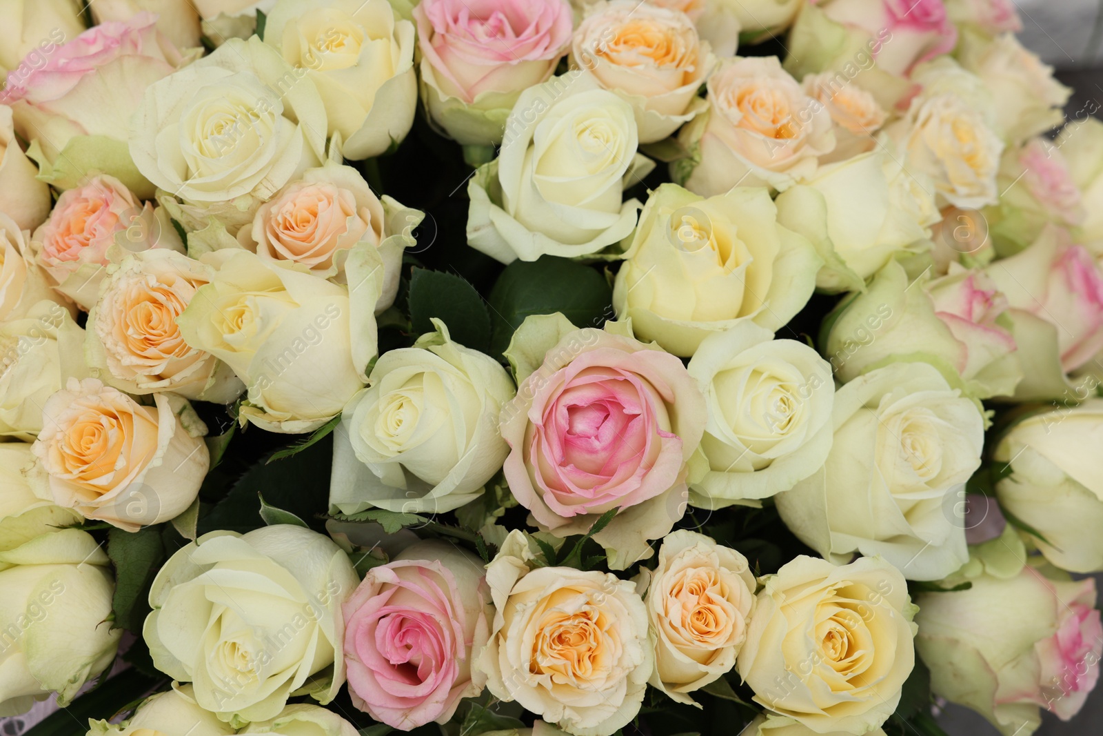 Photo of Many beautiful roses as background, top view