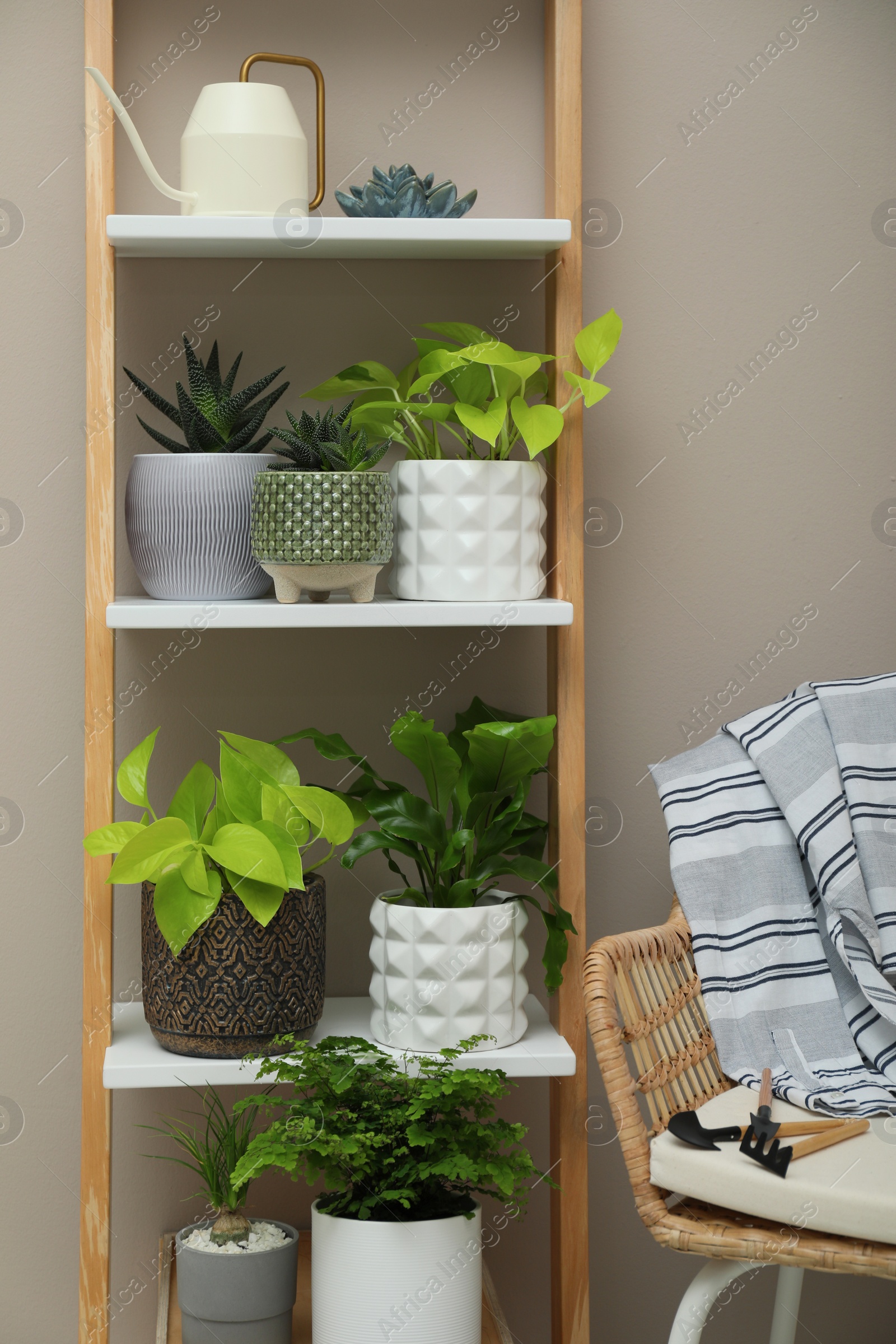 Photo of Beautiful houseplants on shelving unit near beige wall