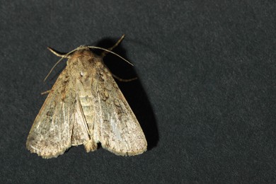Photo of Paradrina clavipalpis moth on black background, top view. Space for text