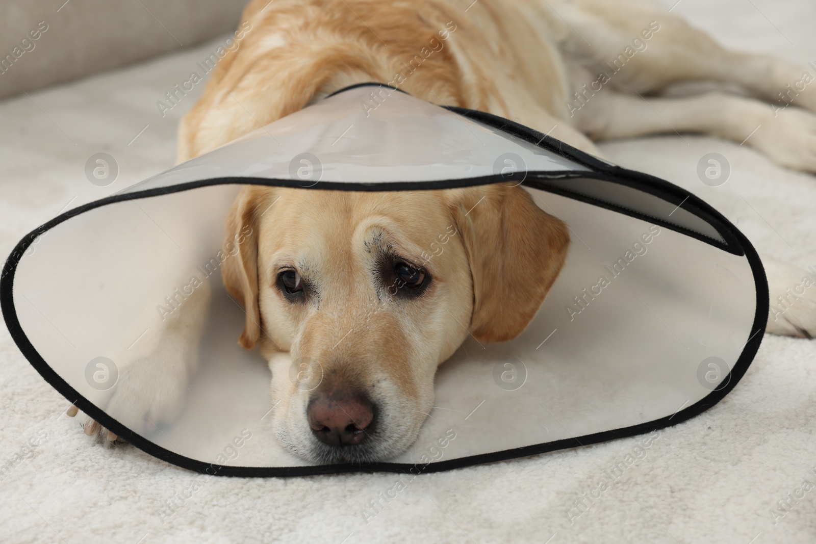 Photo of Sad Labrador Retriever with protective cone collar lying on floor in room