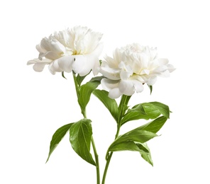 Photo of Beautiful blooming peony flowers on white background