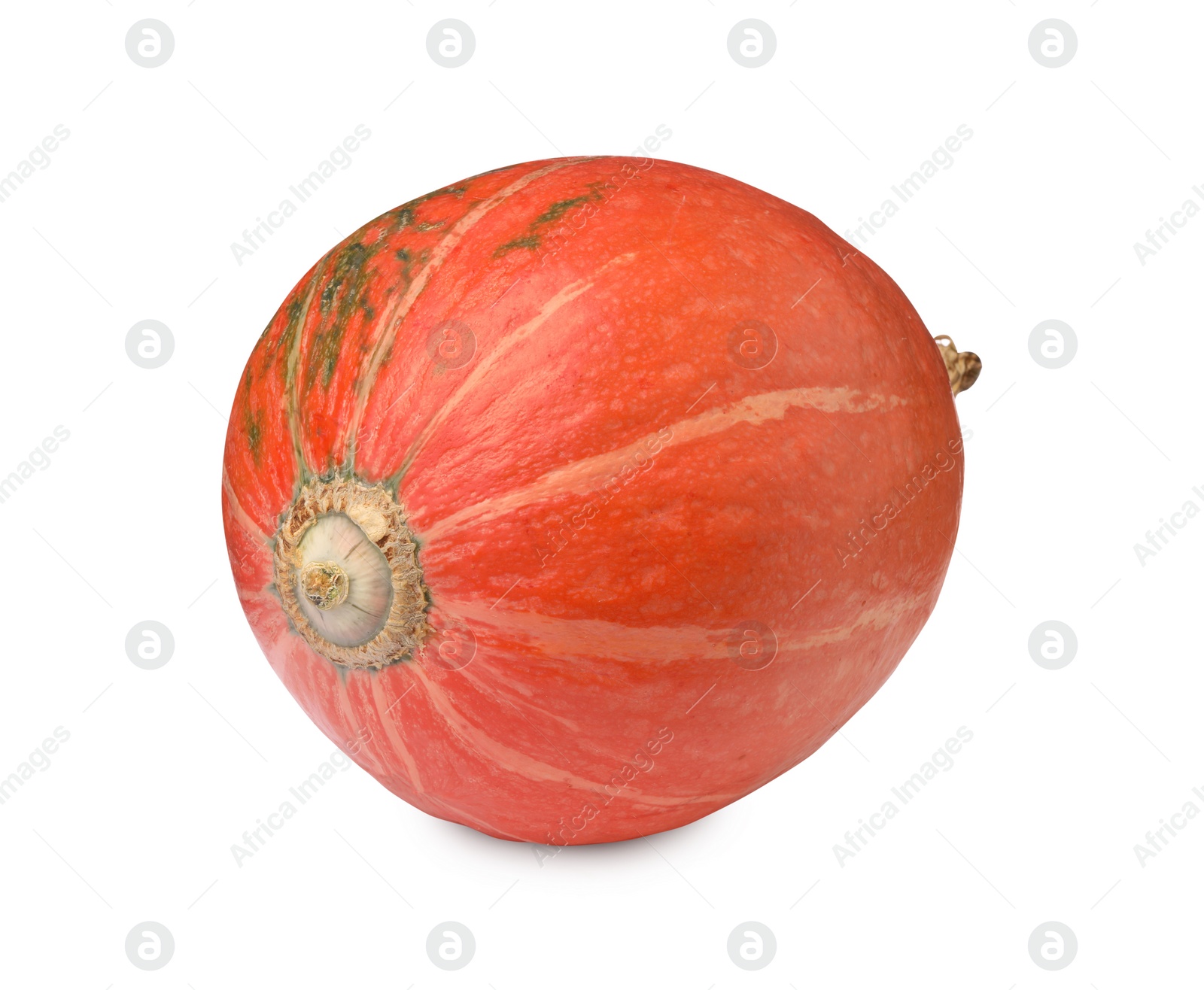 Photo of One fresh orange pumpkin isolated on white