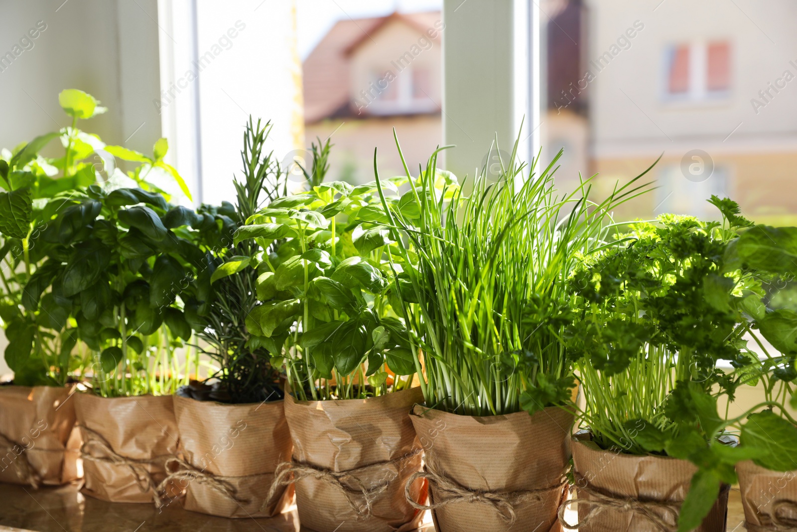 Photo of Different aromatic potted herbs near window indoors