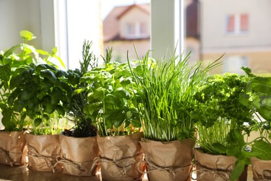 Different aromatic potted herbs near window indoors