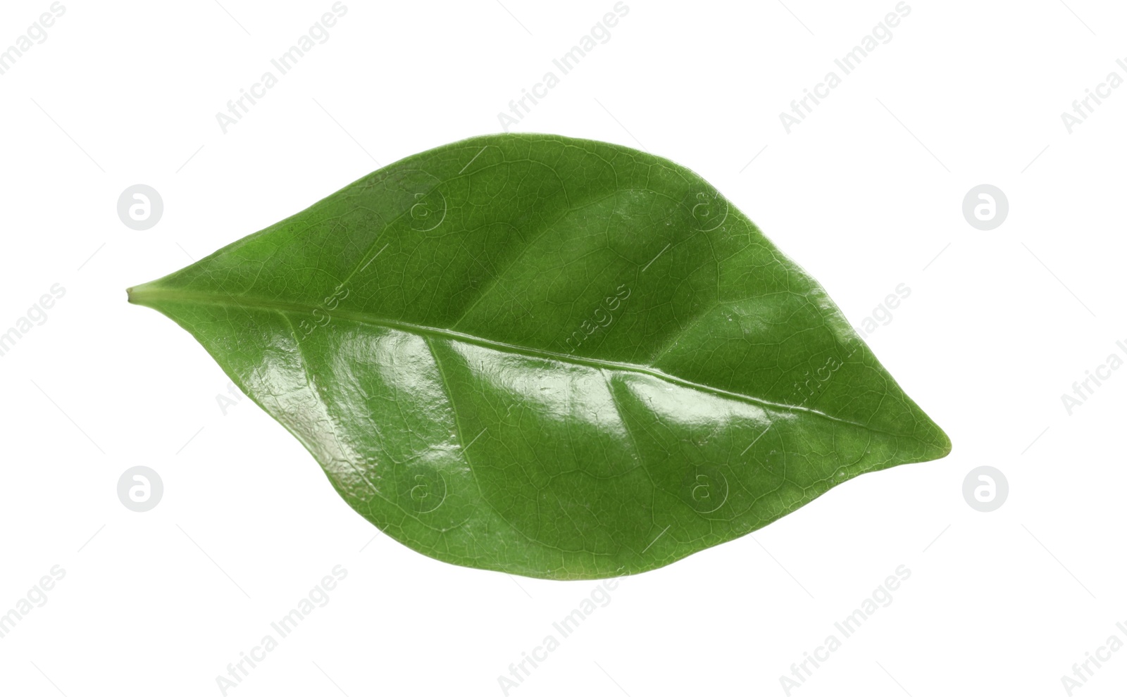 Photo of Fresh green leaf of coffee plant on white background