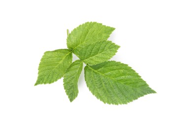 Stem with green raspberry leaves isolated on white