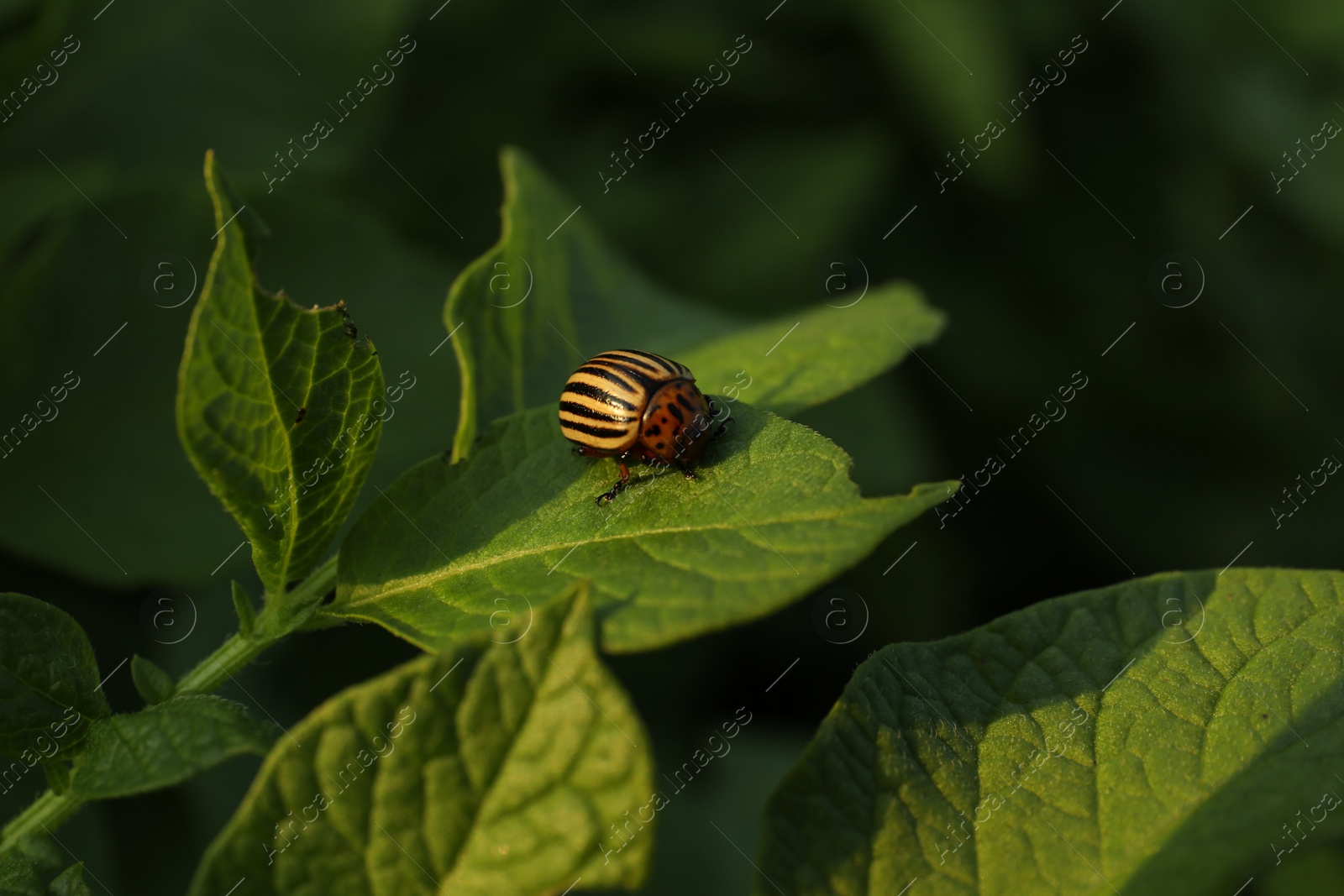 Photo of Colorado potato beetle on green plant outdoors, closeup