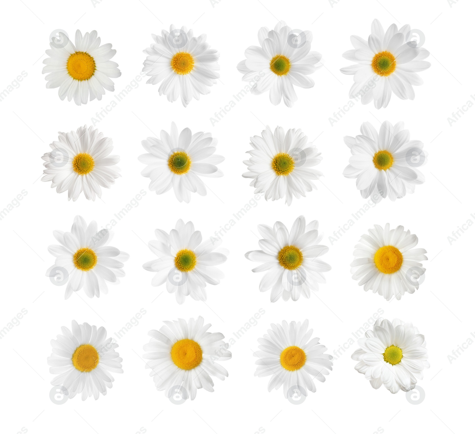 Image of Set of beautiful chamomile flowers on white background, top view