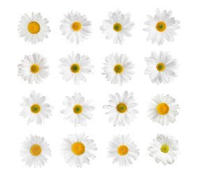 Image of Set of beautiful chamomile flowers on white background, top view