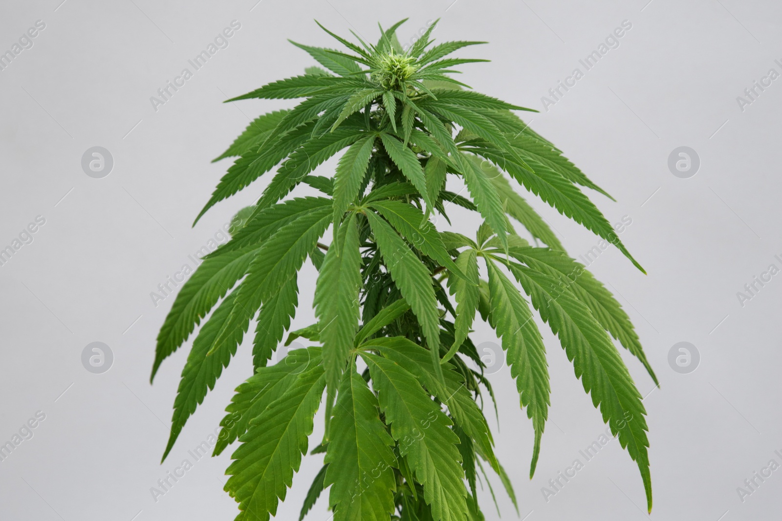 Photo of Green hemp leaves on white background. Cannabis plant