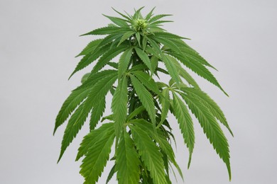 Green hemp leaves on white background. Cannabis plant