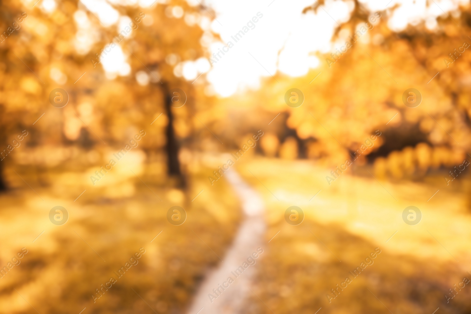 Photo of Blurred view of trees with bright leaves in park. Autumn landscape