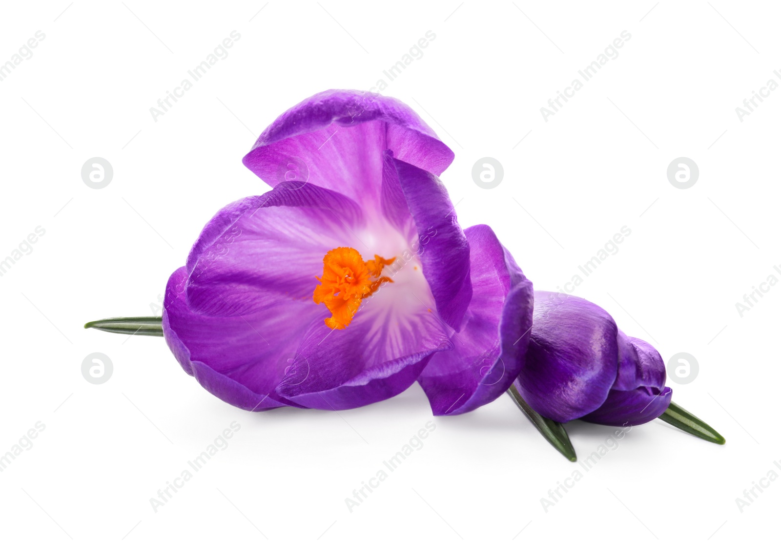 Photo of Beautiful purple crocus flowers on white background