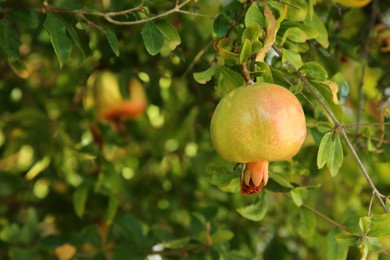 Photo of Unripe pomegranate growing on tree outdoors, closeup. Space for text