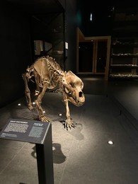 Leiden, Netherlands - November 19, 2022: Life size skeleton of Cave bear in museum