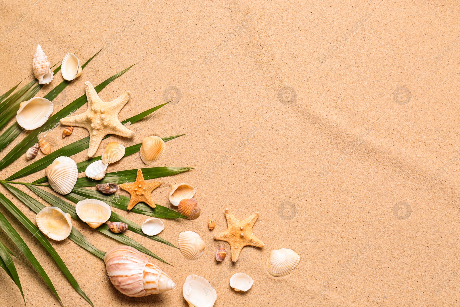 Photo of Palm leaf, starfishes and seashells on beach sand, flat lay with space for text. Summer vacation