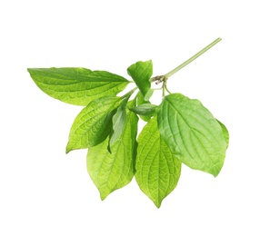 Photo of Branch with green leaves on white background