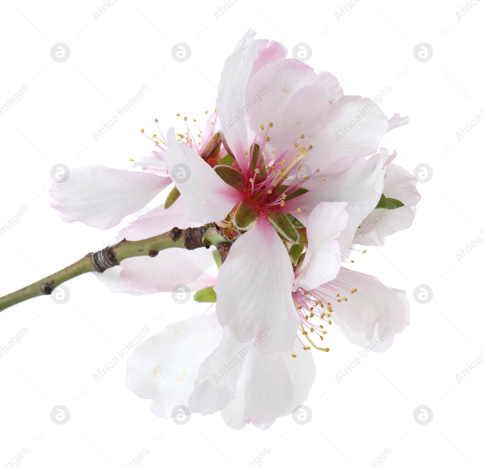 Photo of Tree branch with beautiful blossoms isolated on white. Spring season