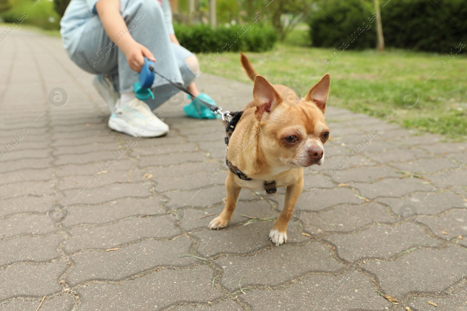 Photo of Woman picking up her dog's poop in park, closeup