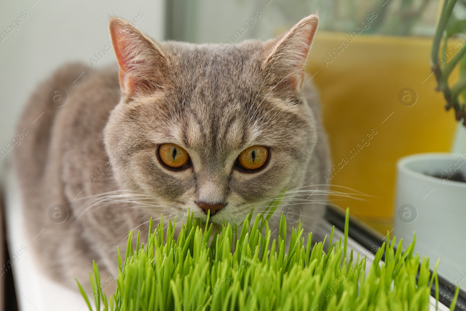 Photo of Cute cat near fresh green grass on windowsill indoors, closeup