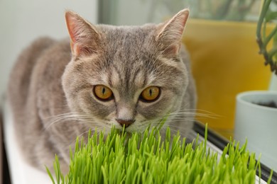 Cute cat near fresh green grass on windowsill indoors, closeup