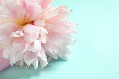 Photo of Beautiful pink peony on light blue background, closeup. Space for text
