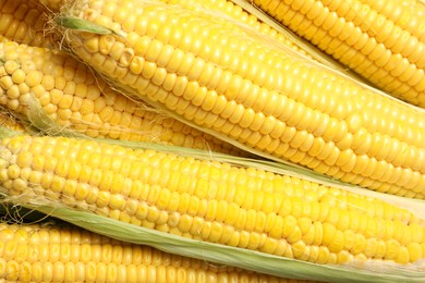 Photo of Tasty sweet corn cobs as background, top view