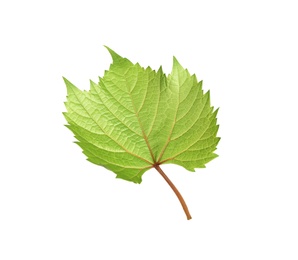 Photo of Fresh green leaf isolated on white. Grape plant