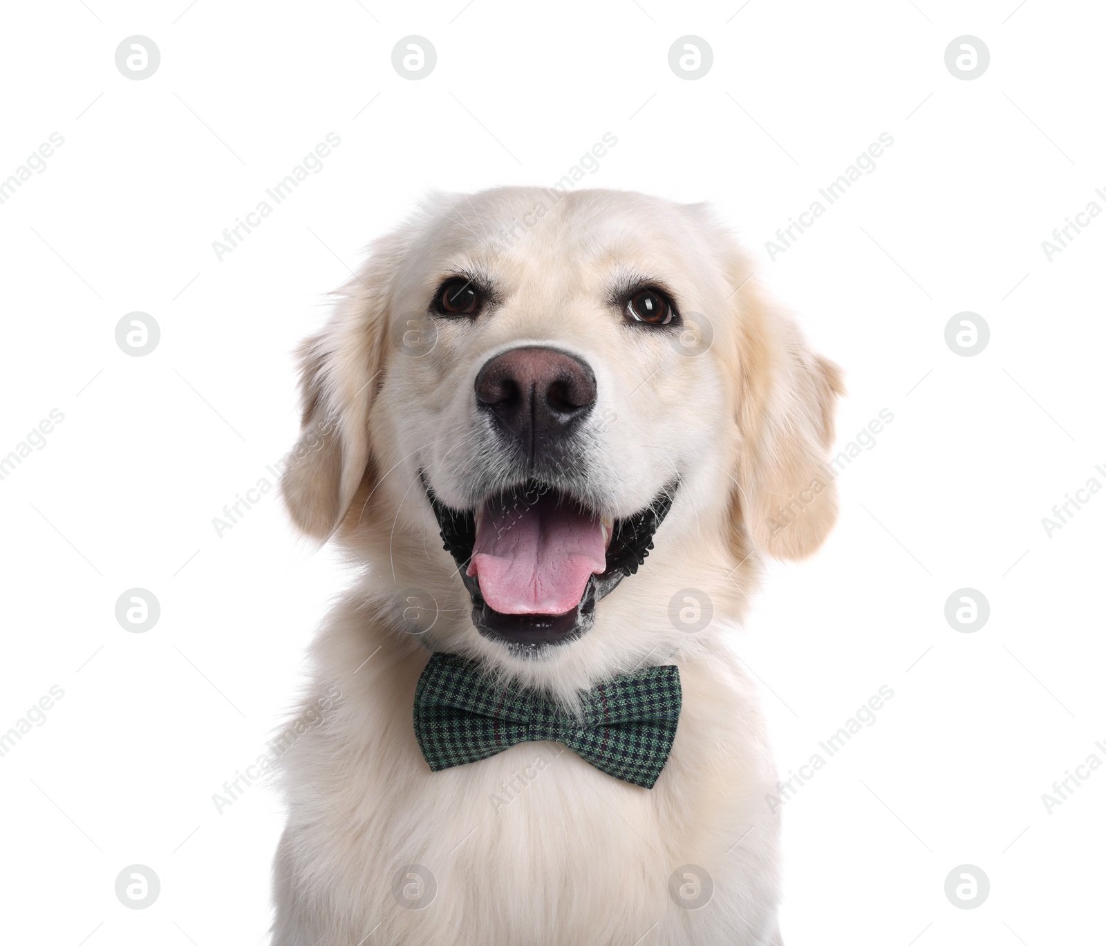 Photo of Cute Labrador Retriever with stylish bow tie on white background