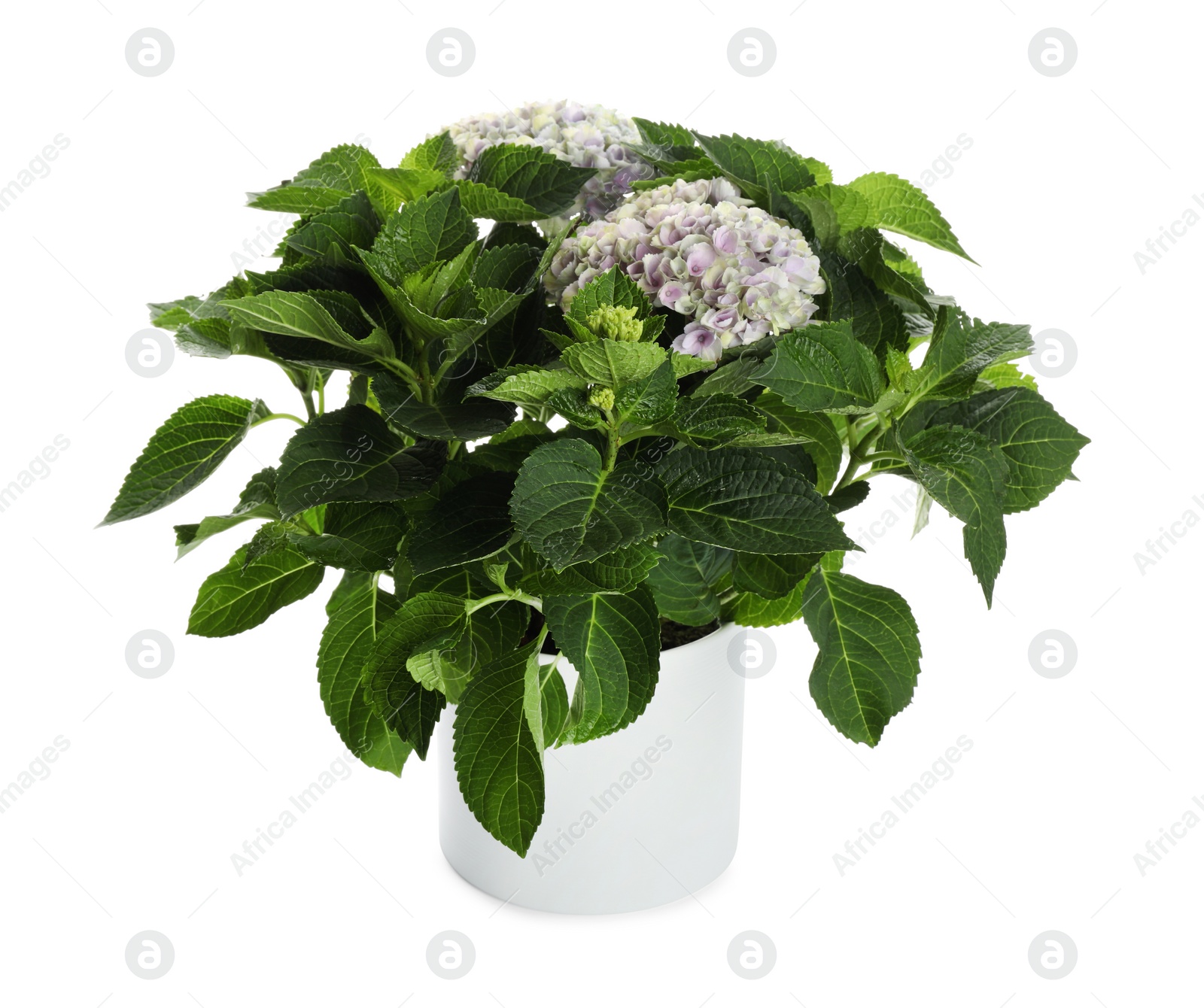 Photo of Beautiful hortensia flower in pot isolated on white