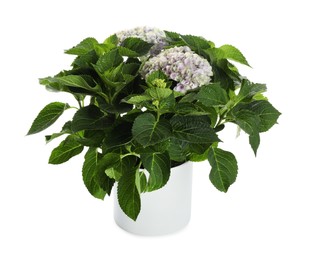 Beautiful hortensia flower in pot isolated on white