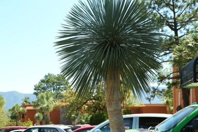 Photo of Beautiful palm tree with green leaves near road