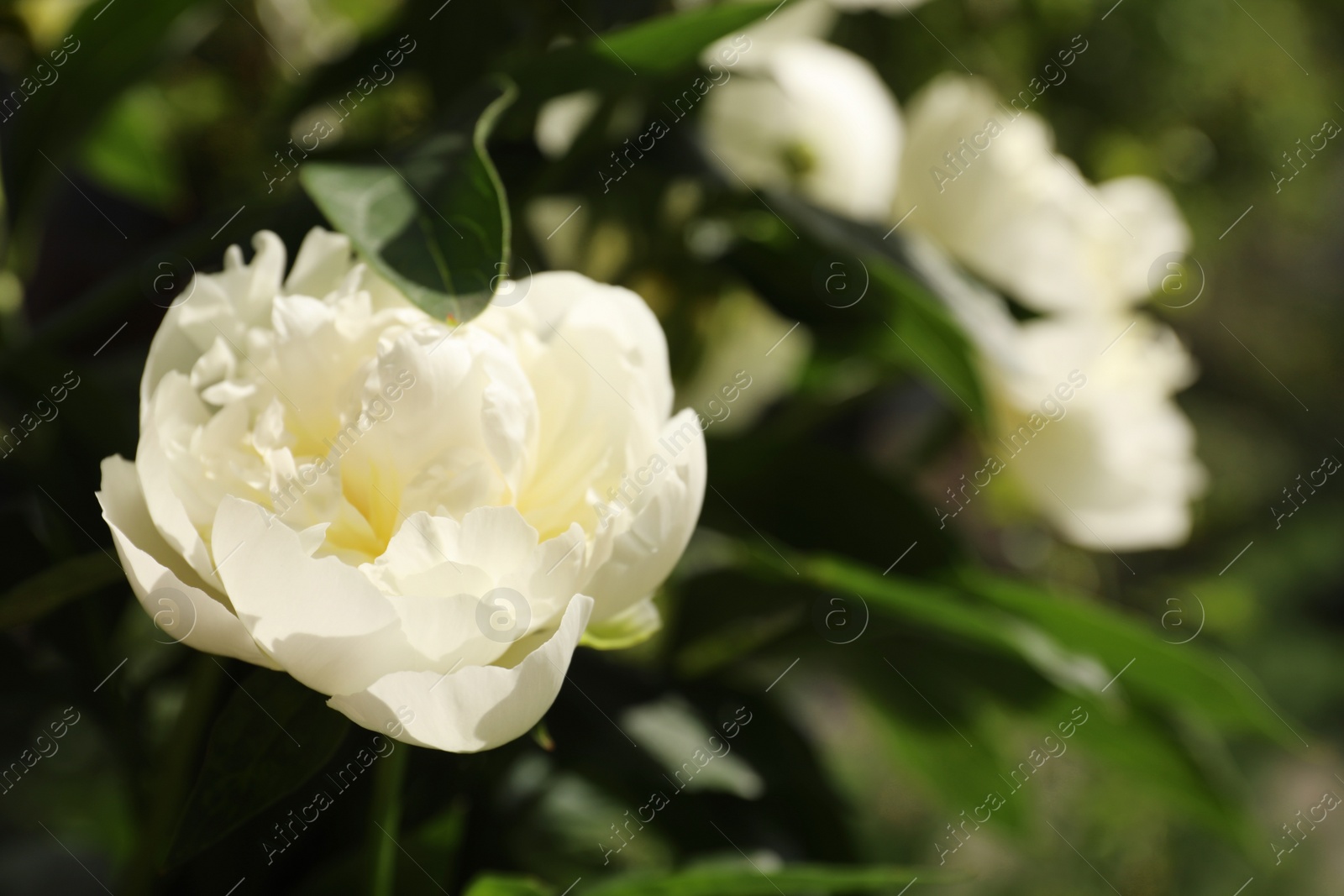 Photo of Closeup view of blooming white peony bush outdoors