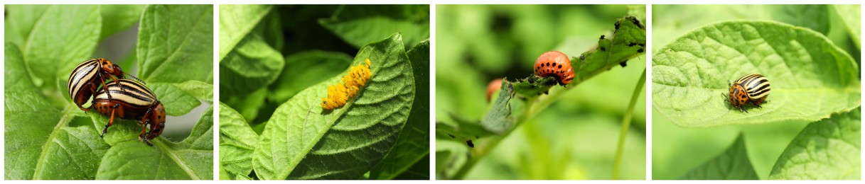 Image of Collage with different photosColorado potato beetles on green leaves. Banner design