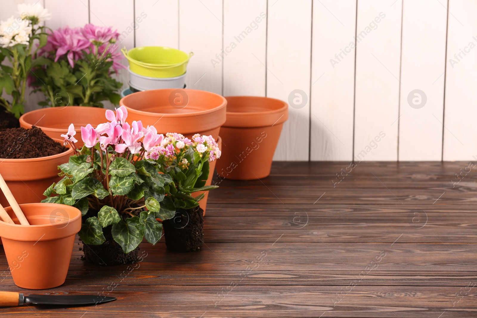 Photo of Time for transplanting. Many terracotta pots, soil, flowers and tools on wooden table. Space for text