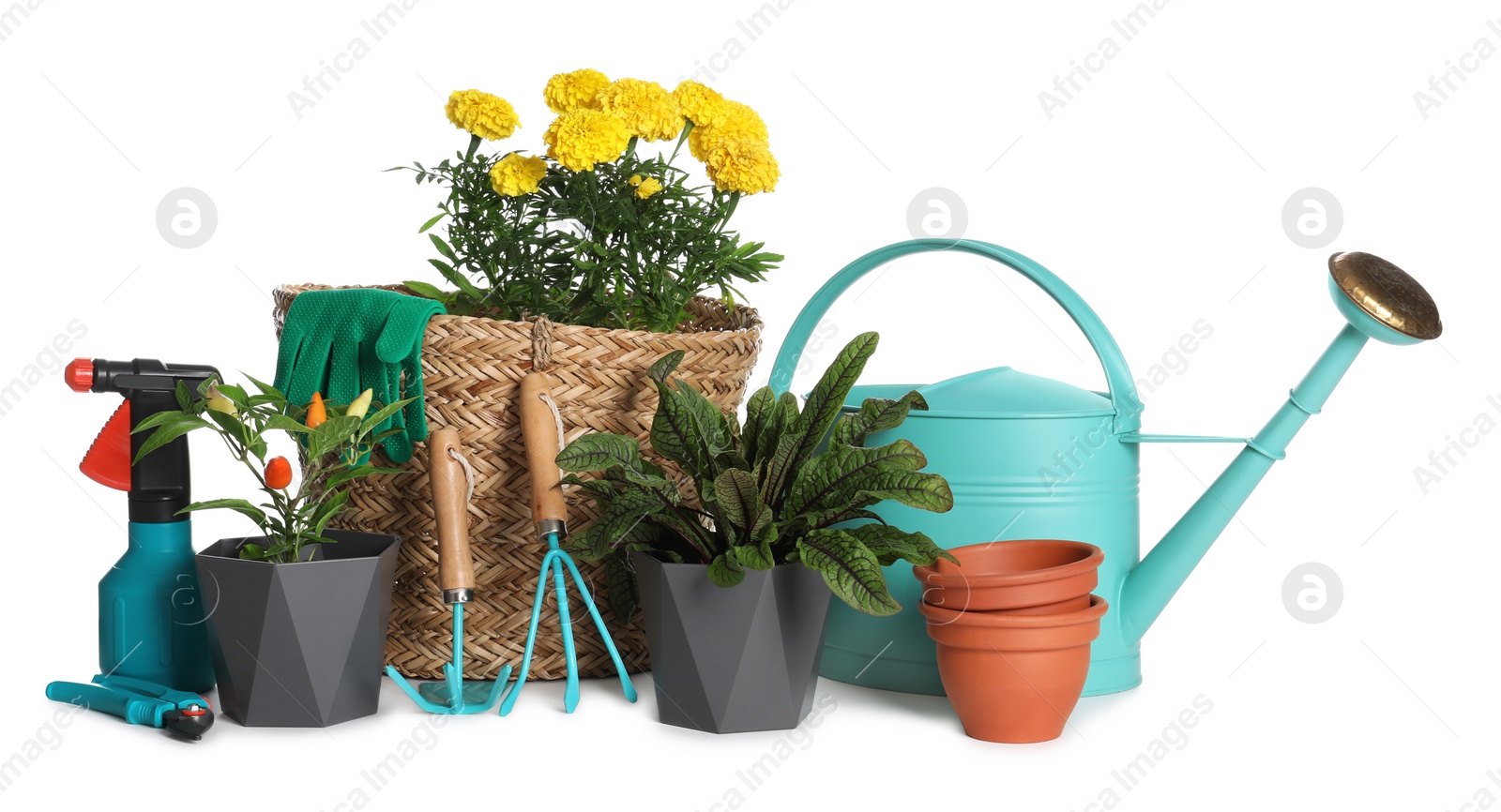 Photo of Gardening tools and houseplants on white background