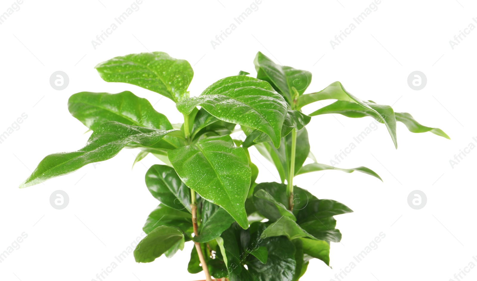 Photo of Fresh coffee green leaves on white background