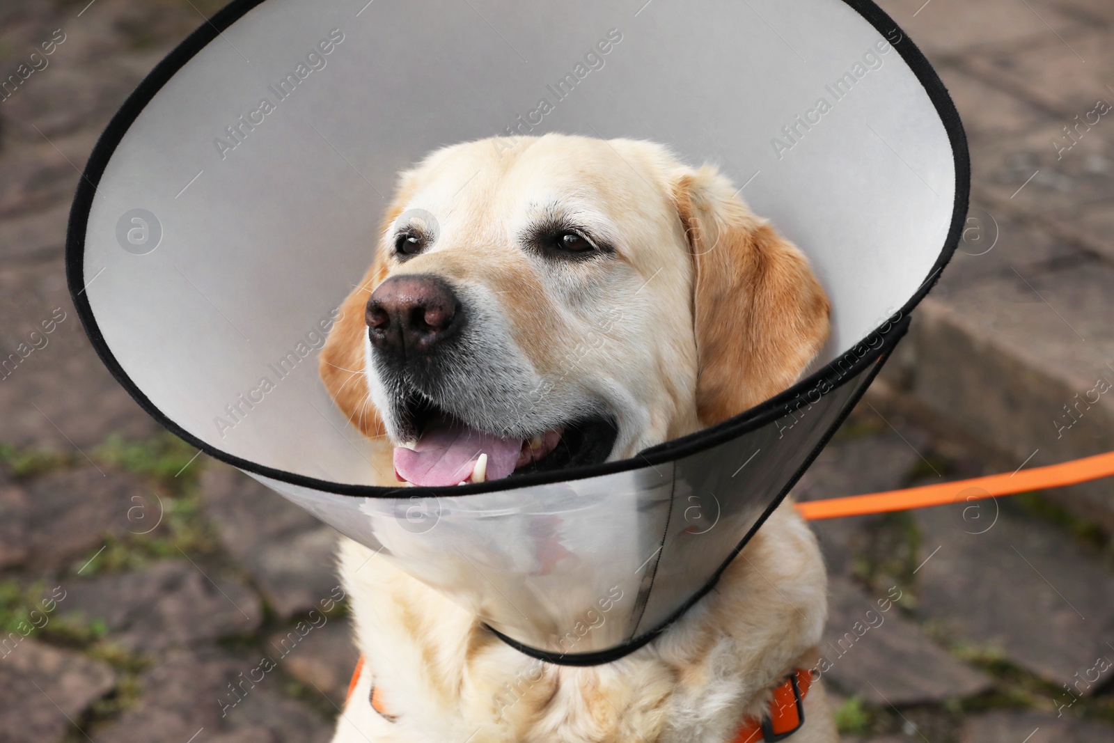 Photo of Adorable Labrador Retriever dog wearing Elizabethan collar outdoors, closeup