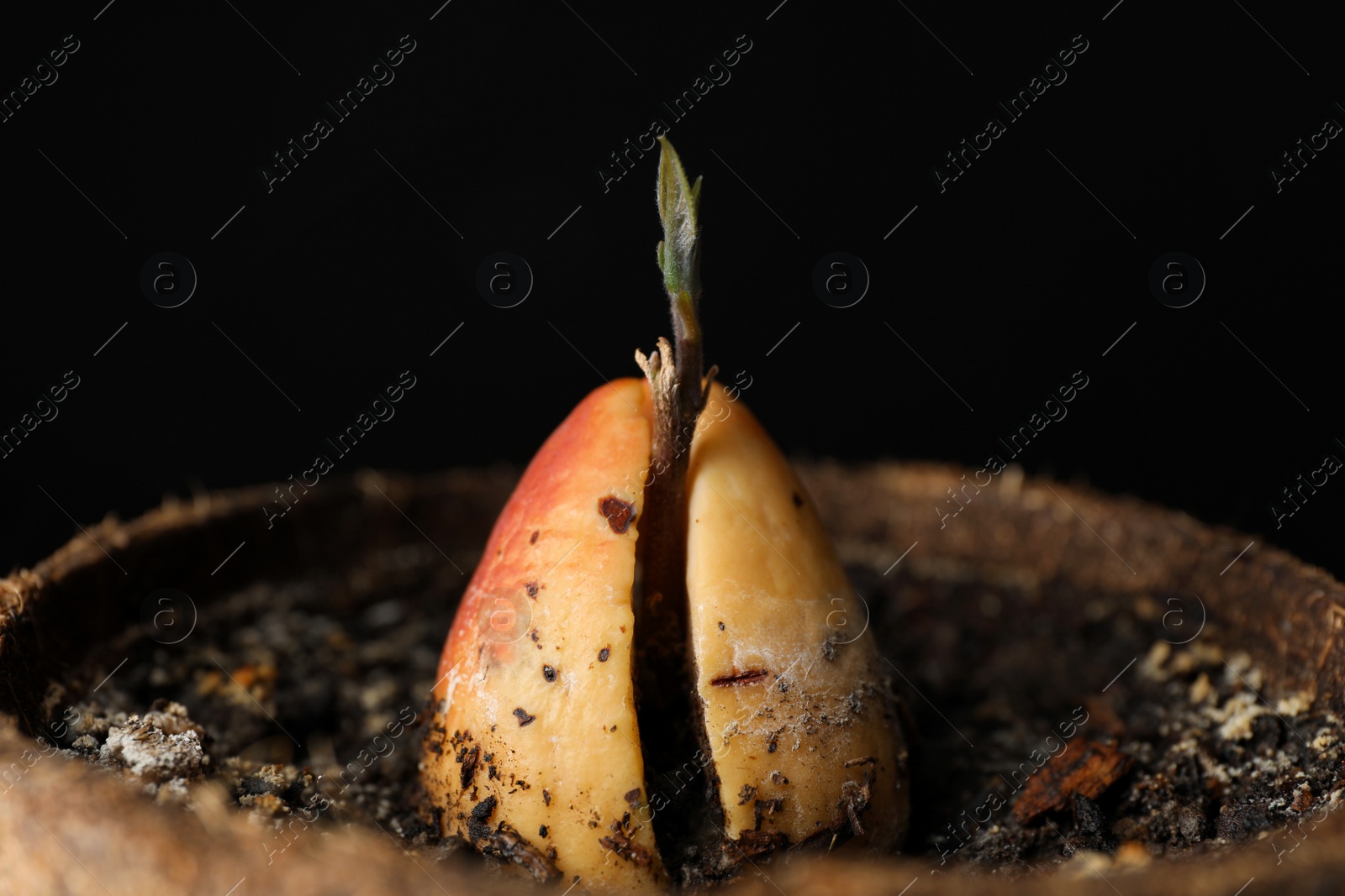 Photo of Avocado pit with sprout in pot, closeup