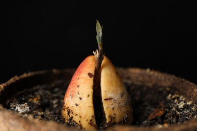 Photo of Avocado pit with sprout in pot, closeup