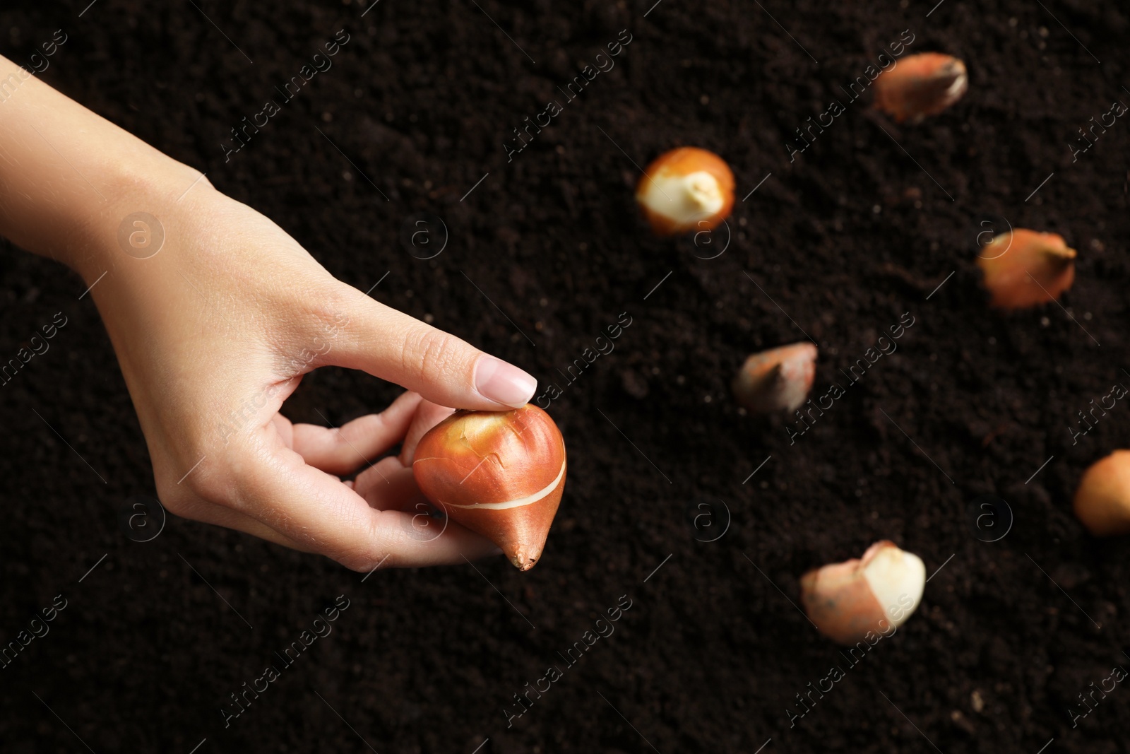Photo of Woman holding tulip bulb over soil, top view