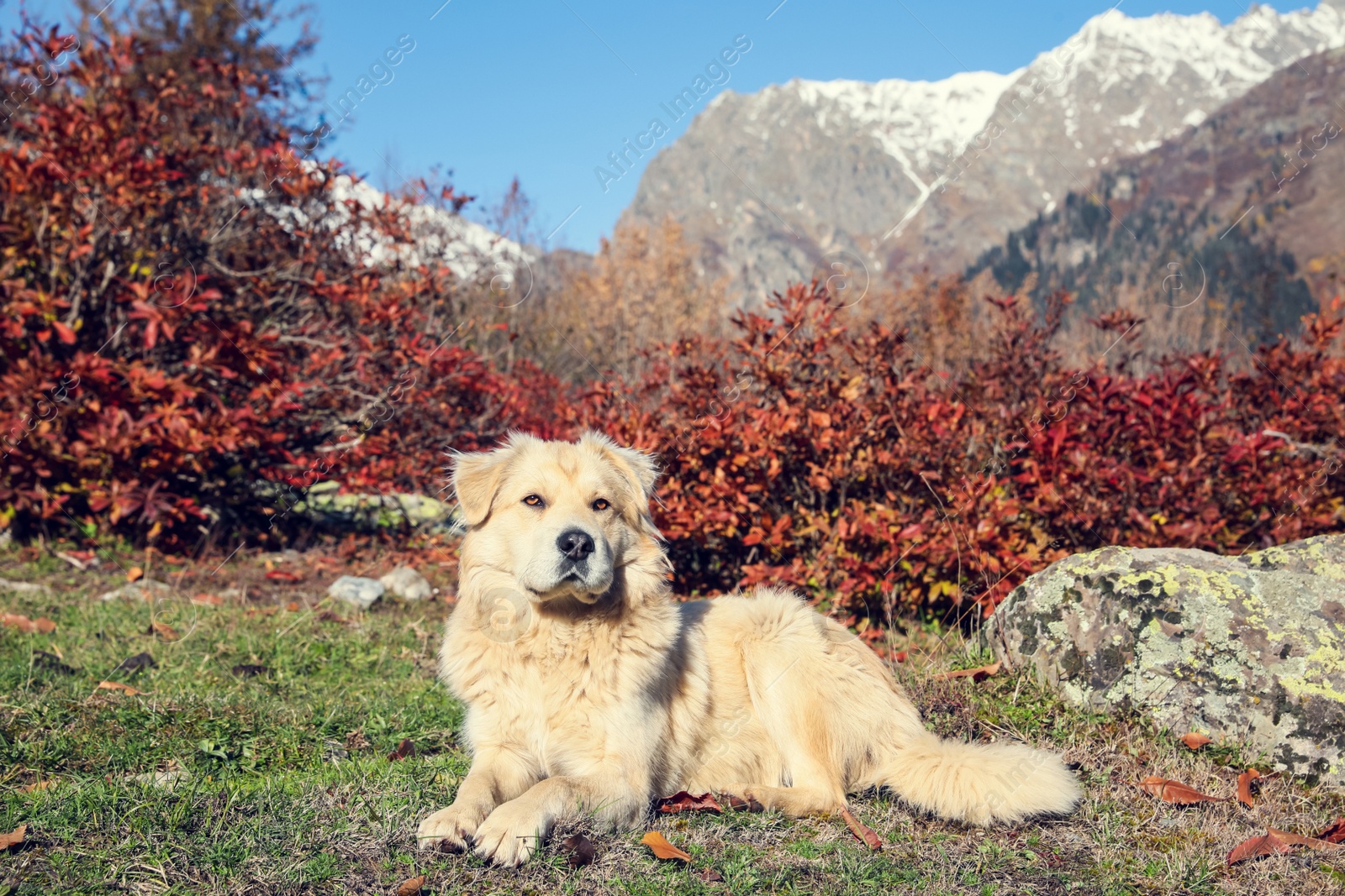 Photo of Adorable dog in mountains on sunny day