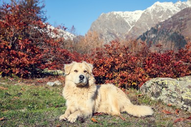 Photo of Adorable dog in mountains on sunny day