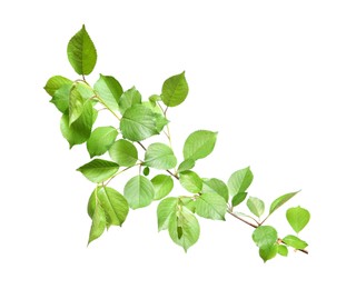 Photo of Branch of apple tree with young fresh green leaves isolated on white. Spring season